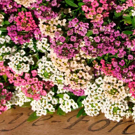 Фото Лобулярия Магические круги набор