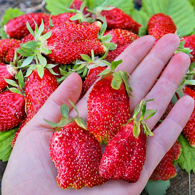 Земклуника садовая Петровна (в горшках)