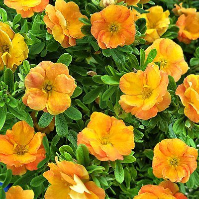 Лапчатка кустарниковая Дабл Панч Танго