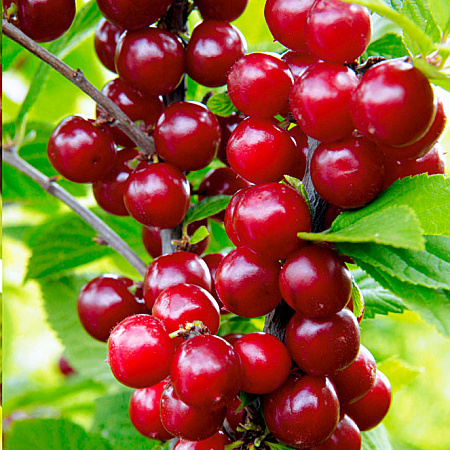 Фото Вишня войлочная Натали