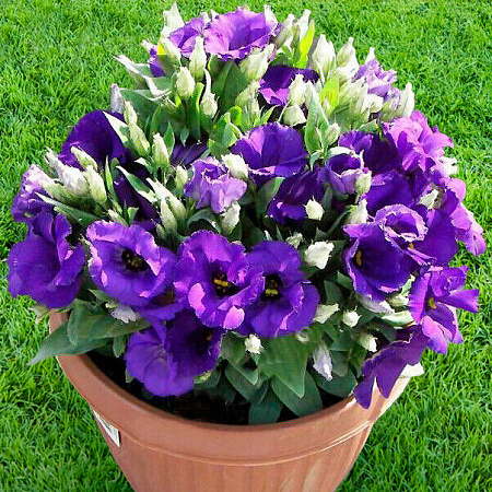 Фото Лизиантус Флорида Синий