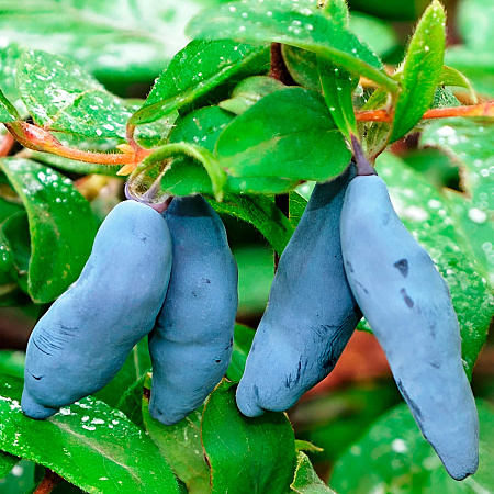 Фото Жимолость Шахиня