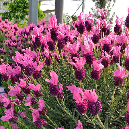 Фото Лаванда Бандера Дип роуз