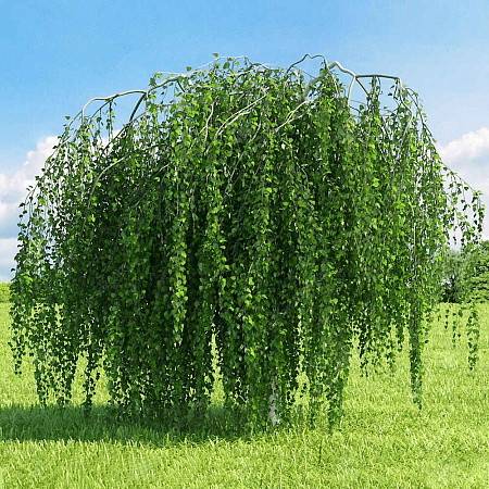 Фото Берёза карликовая Повислая