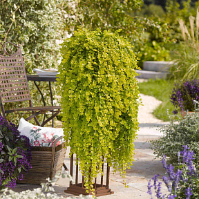 Вербейник монетчатый Голдилокс