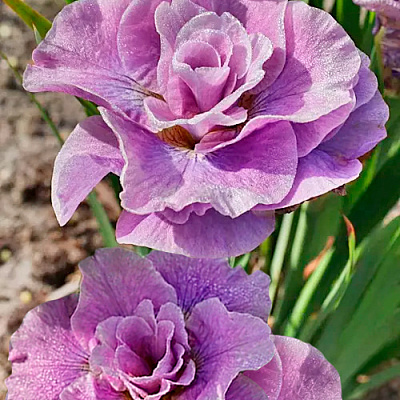 Ирис сибирский Пинк Парфе