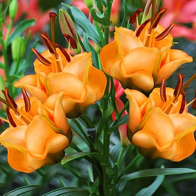 Лилия азиатская махровая Эприкот Фадж