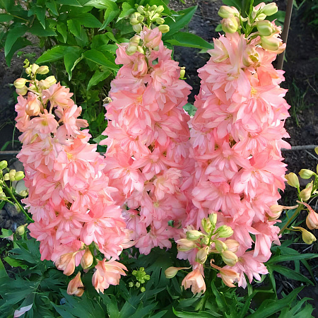 Фото Дельфиниум Принцесса Каролина