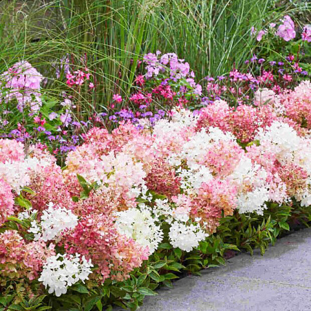 Фото Гортензия метельчатая Граундбрейкер Блаш