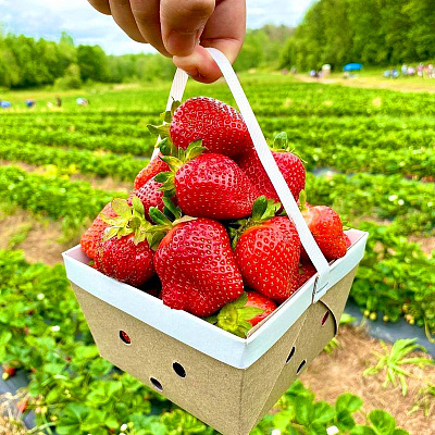 Саженцы земляники садовой Лорд