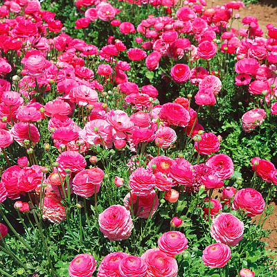 Лютик Маше Розовый