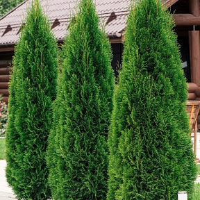 Туя западная Смарагд