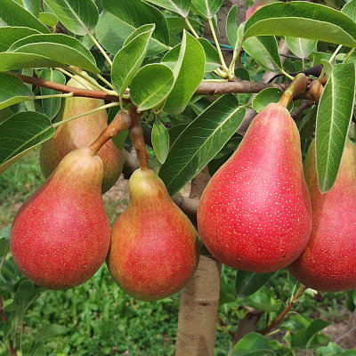 Груша колонновидная Кармен