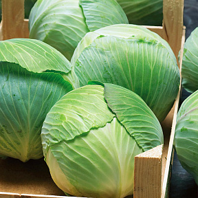 Капуста белокочанная Бузони F1 16шт