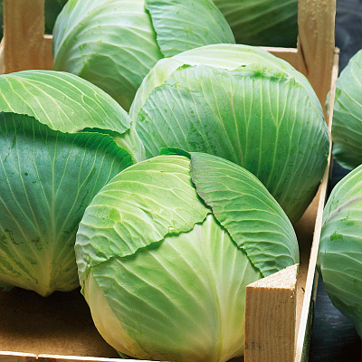 Капуста белокочанная Бузони F1 16шт