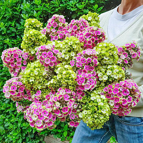 Флокс метельчатый гибридный Набор Оркид