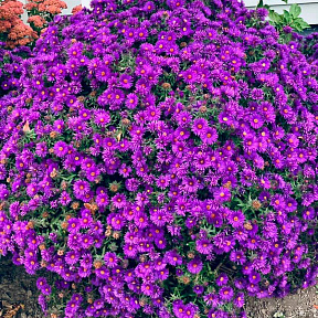 Астра новоанглийская Перпл Доум