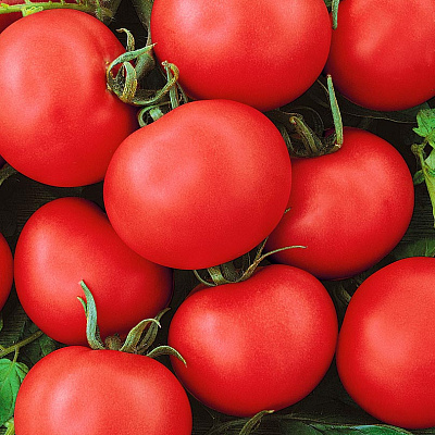 Помидор Праздничный (улучшенный)