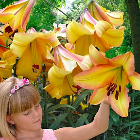 Лилия ОТ-гибрид Райзинг Мун