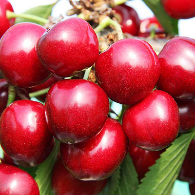 Черешня Санберст