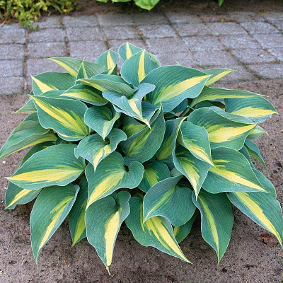 Хоста Катерина