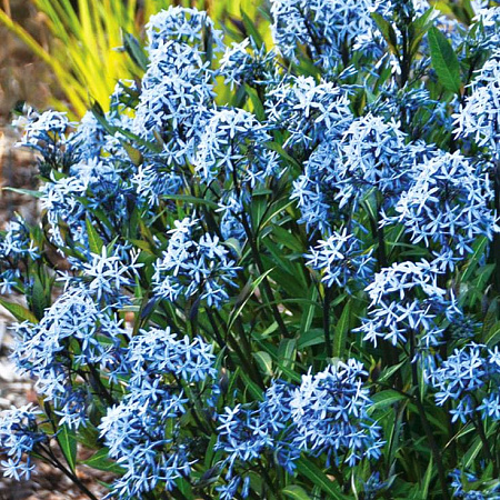 Фото Амсония табернемонтана