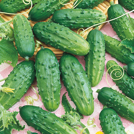 Фото Огурец Романс F1
