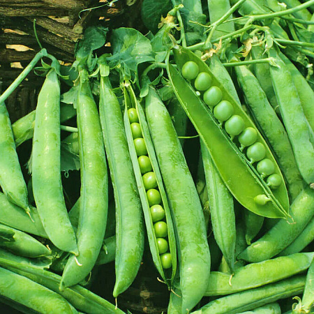 Фото Горох Сахарная девочка