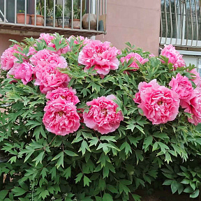 Пион древовидный Богатство и звание