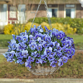 Виола ампельная Топ Вэйф Марина