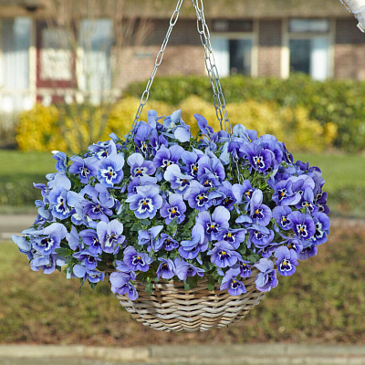 Виола ампельная Топ Вэйф Марина