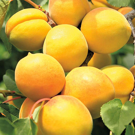 Фото Абрикос Хабаровский