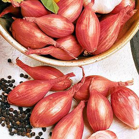 Лук семейный (шалот) Макарьевский