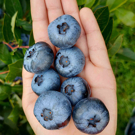 Фото Голубика Чандлер