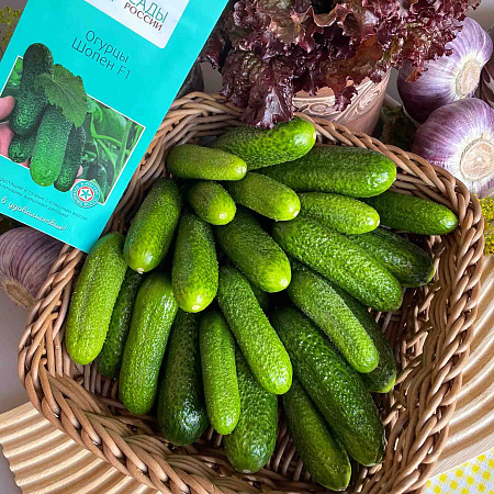 Фото Огурец Шопен F1