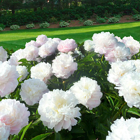 Пион Ширли темпл