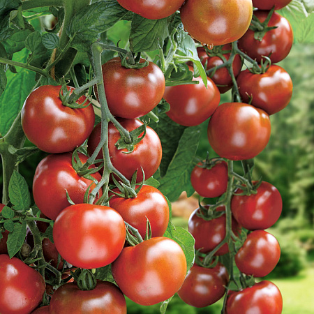 Фото Помидор Сириус F1