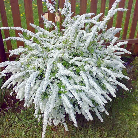 Фото Спирея серая Грефшейм