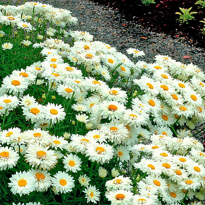 Нивяник великолепный Паладин