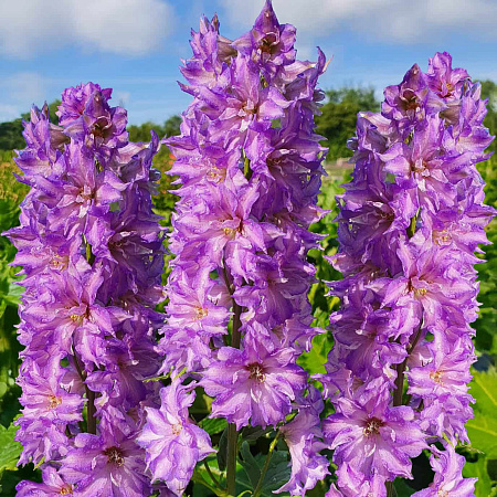 Фото Дельфиниум Дельджиниус Бризин