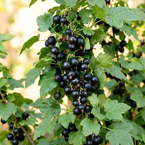 Смородина Валовая