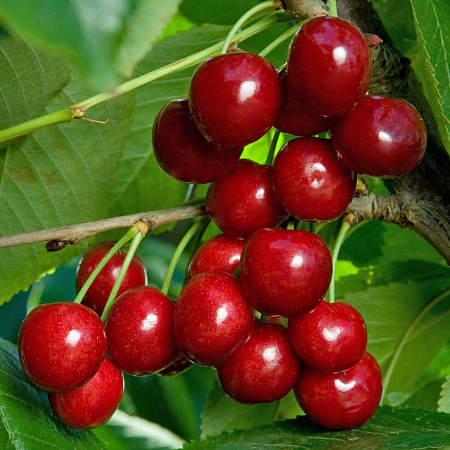 Фото Черешня Василиса