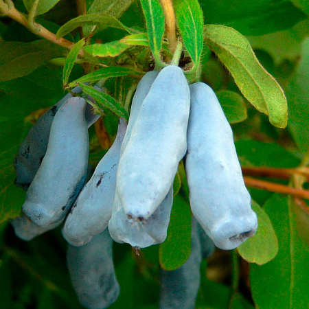 Фото Жимолость Морена