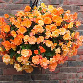 Бегония ампельная Иллюминейшн Эприкот Шейдс