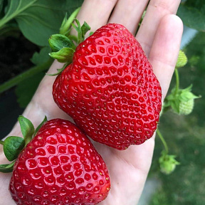 Земляника садовая Кимберли