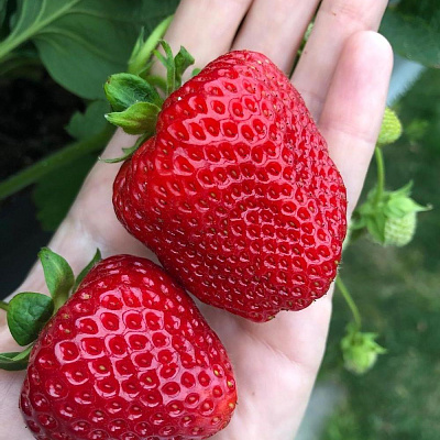 Земляника садовая Кимберли