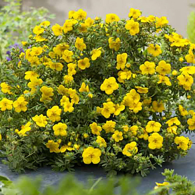 Лапчатка кустарниковая Белла Линдси