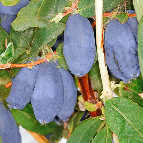 Жимолость Бореал Близзард