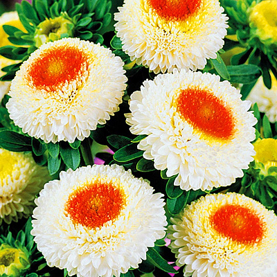 Астра Помпонная Белая с красным центром