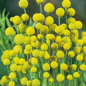 Цефалофора (земляничная трава)